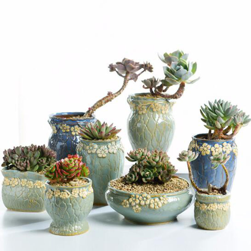 Echeveria Succulent - Thực Vật mọng nước Hoa Cỡ