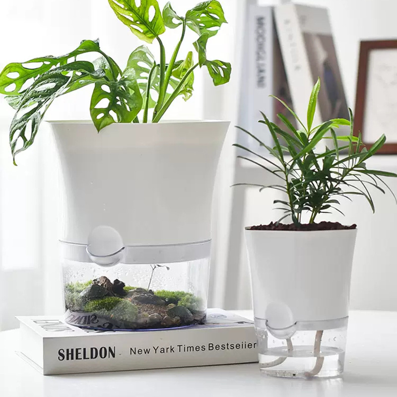Transparent Plastic Self Water - đánh giá và giá Aloe Vera Pot