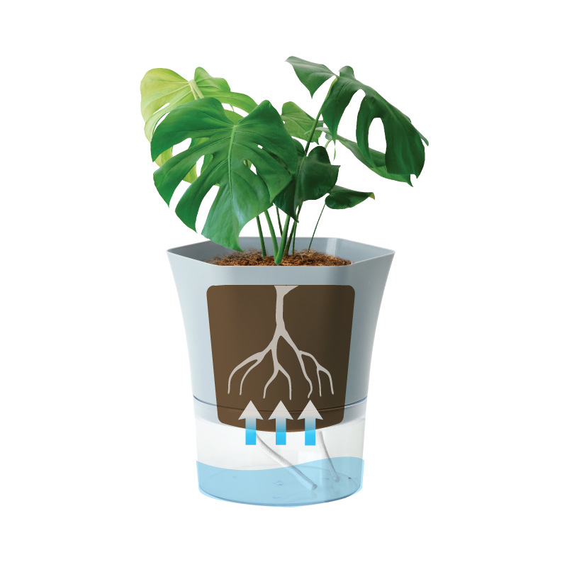 Transparent Plastic Self Water - đánh giá và giá Aloe Vera Pot