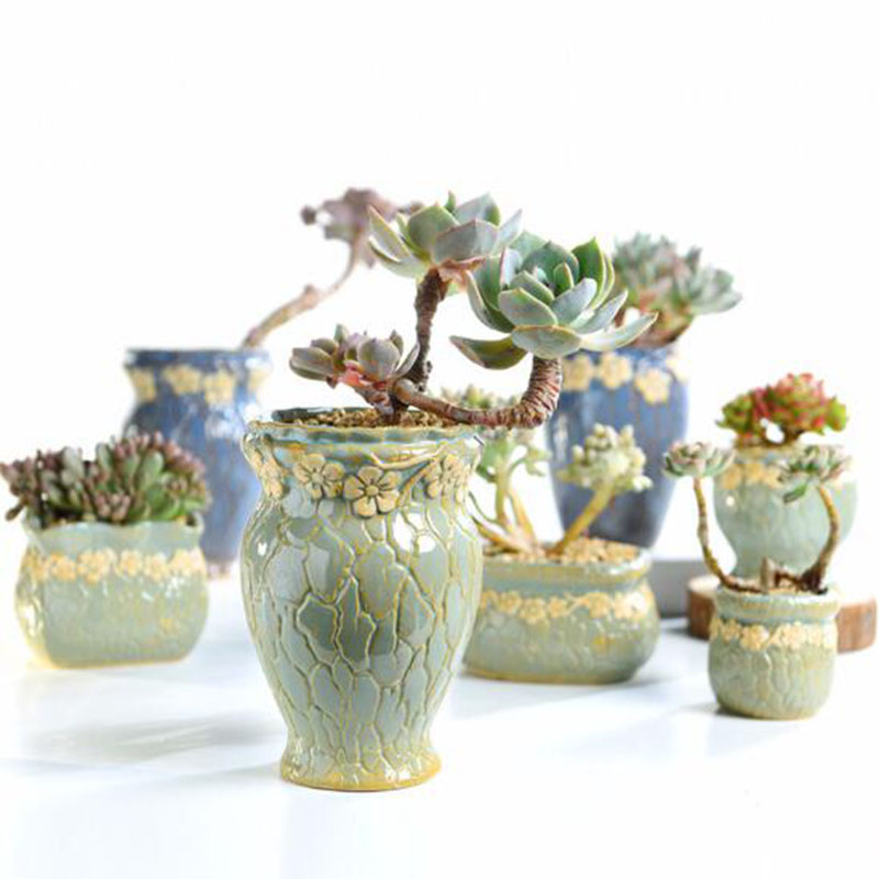 Thực Vật mọng nước Hoa Cỡ Nhỏ  - đánh giá và giá Echeveria Succulent