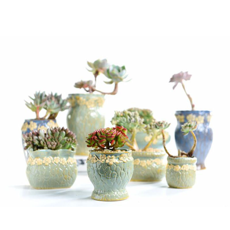 Thực Vật mọng nước Hoa Cỡ Nhỏ  - đánh giá và giá Echeveria Succulent
